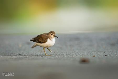 15 foto Sebastjan Zelič